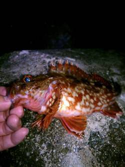 アジュール舞子メバリング〜釣り人は多いがア…