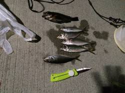 淡路島・由良でライトゲーム〜アジ・メバル・…