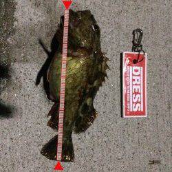 淡路島・由良でライトゲーム〜アジ・メバル・ガシラ