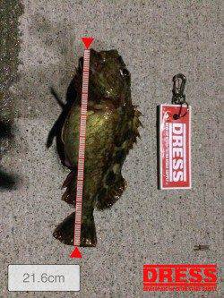 淡路島・由良でライトゲーム〜アジ・メバル・ガシラ