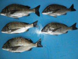 日引磯でチヌ54cm！