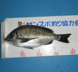 上瀬の地磯でチヌ40.5cmの釣果
