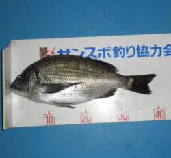 上瀬の地磯でチヌ40.5cmの釣果