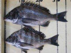 春季チヌ解禁〜六本裏カセ・宮崎沖カセのチヌ釣果