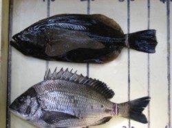 春季チヌ解禁〜六本裏カセ・宮崎沖カセのチヌ釣果