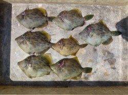 ヒラバエでのカゴ釣り〜カワハギ釣果