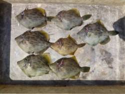 ヒラバエでのカゴ釣り〜カワハギ釣果