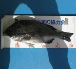 舞鶴湾内・平の道沿いでチヌ52cm！！