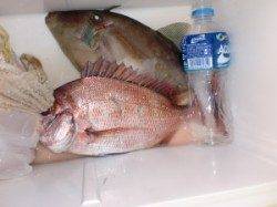 西肩から何とかマダイが一枚〜潮動きませんでした。。。