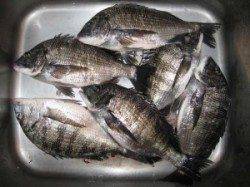 六本裏カセでのチヌ釣り　喰いはまだ渋め　