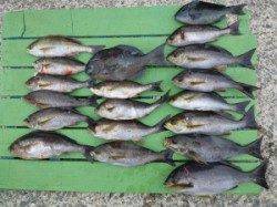 神谷沖一文字内向きで良型イサギ好釣果