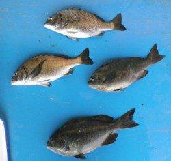 日引磯でグレ・チヌ　良型が揚がっています