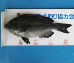 日引磯でグレ・チヌ　良型が揚がっています