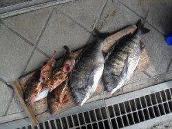 【3日】キハチ磯でフカセチヌ　★45cm★