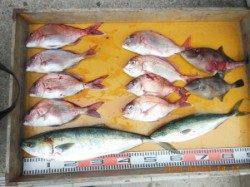 潮がそこそこ流れ、カゴ＆ふかせ釣り共に、マダイが釣れました