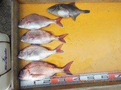 潮がそこそこ流れ、カゴ＆ふかせ釣り共に、マダイが釣れました