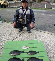 ヒラバエ、30cmまでのグレをフカセ釣りでの釣果