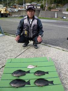 ヒラバエ、30cmまでのグレをフカセ釣りで…