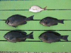 ヒラバエ、30cmまでのグレをフカセ釣りでの釣果