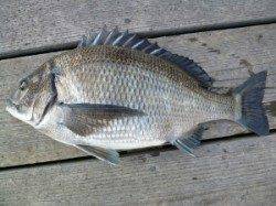 神谷、2号イカダで良型チヌ