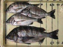 六本裏カセ、チヌ釣果　45cmオーバーが出ました！