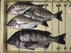 六本裏カセ、チヌ釣果　45cmオーバーが出…