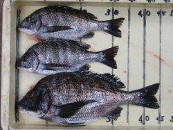 六本裏カセ、チヌ釣果　45cmオーバーが出ました！