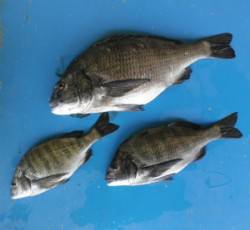 舞鶴田井の地磯でチヌ55cm☆最近のチヌは…