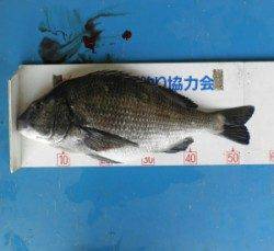 舞鶴田井の地磯でチヌ55cm☆最近のチヌは少し深場です