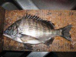 六本裏カセのチヌ釣果〜悪天候で早上がりでした