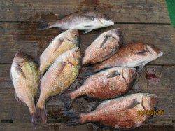 田井の釣り堀マダイ放流中