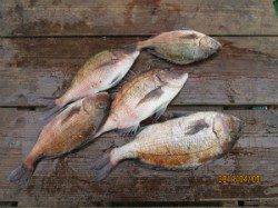 田井の釣り堀マダイ放流中