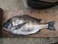 六本裏カセのチヌ、エサはボケを使用