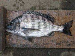 六本裏カセのチヌ、エサはボケを使用