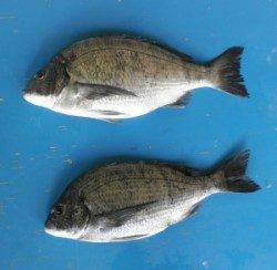 日引磯のフカセ釣りでチヌ45.5cm