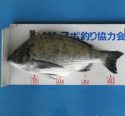 日引磯のフカセ釣りでチヌ45.5cm