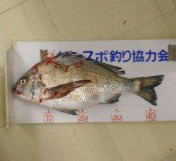 佐波賀道沿いでチヌ44.5cm