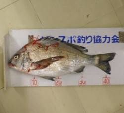 佐波賀道沿いでチヌ44.5cm