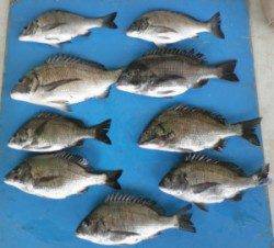 日引磯でチヌ～47.5cm9匹、生憎の天候でしたが好調！