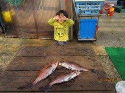 田井の釣り堀マダイ釣果〜お子様も一緒に楽しめます