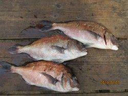 田井の釣り堀マダイ釣果〜お子様も一緒に楽しめます