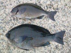 神谷沖一文字内向き、カゴ釣りでグレ〜43cm7枚！