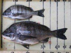 宮崎沖カセでのチヌ釣果〜9時頃ヒットしました