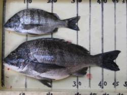 宮崎沖カセでのチヌ釣果〜9時頃ヒットしまし…