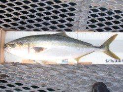 エレベーター式アジのませでメジロ73cm☆とっとパーク小島