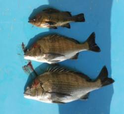 日引磯でチヌとメバルの釣果