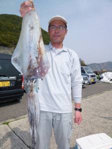 神谷一文字でアオリイカ1.6Kg☆昨年より…