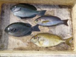 神谷沖一文字内向きにてグレ・イサギ・アイゴ…