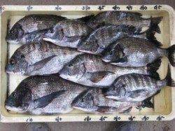 六本裏カセのチヌ今季初の二桁釣果〜少しずつ上向きに