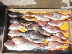 三尾の磯で良型マダイの顔が拝めました(^_…